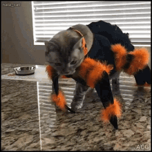 Spider Costume Cat GIF - Spider Costume Cat GIFs
