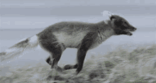 Running Foxes GIF - Arctic Fox Cub Run GIFs