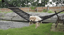 Relaxing Cute Animals GIF - Relaxing Cute Animals Dog GIFs