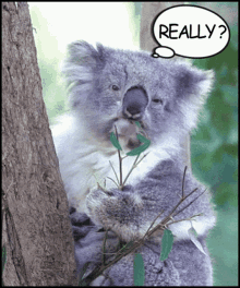 Koala Koala Bear GIF - Koala Koala Bear Really GIFs