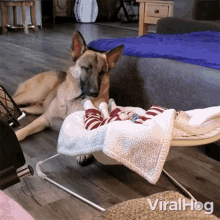 dog watches the baby sleeping viralhog guard dog staring at the baby pet dog
