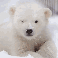 Polar Bear Jin Hourlykuno GIF - Polar Bear Jin Hourlykuno Wink GIFs