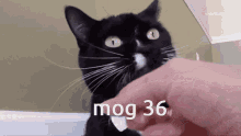 Mog36 Cat Gif GIF - Mog36 Mog 36 GIFs