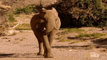 Casually Walking Elephant Vs Rhino Animal Fight Night GIF - Casually Walking Elephant Vs Rhino Animal Fight Night World Rhino Day GIFs