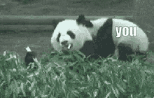 Panda Body Slam GIF - Panda Body Slam Bambo GIFs