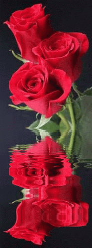 τριανταφυλλα Roses GIF - τριανταφυλλα Roses Red Rose GIFs