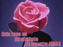 Esta Rosa Es Un Símbolo De Nuestro Amor GIF - Una Rosa Frases De Amor Flor GIFs