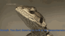 lizard hmph