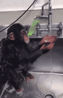 shaptic monk monke monkey monkey shower