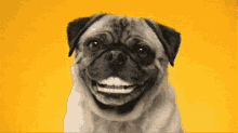 Pug With Human Teeth GIF - Teeth Funny Teeth Pug GIFs