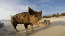 Sandy Nosed Pig From Pig Island GIF - Island Pig Island Pig GIFs