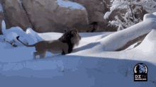 Lion Snow GIF - Lion Snow Lion In Snow GIFs