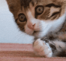 Oh No Oh My GIF - Oh No Oh My Cat GIFs