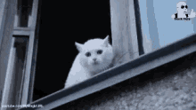 Cat Meow GIF - Cat Meow Wary GIFs