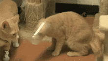 Cat Silly GIF - Cat Silly Stuck GIFs