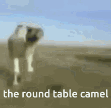 the round table roundtable camel kyle ladaisu