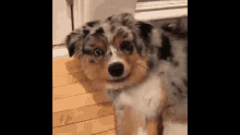 Anjing Lucu GIF - Anjing Lucu Bangunpak GIFs