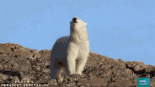 Ow Polar Bears GIF - Ow Polar Bears Bird GIFs