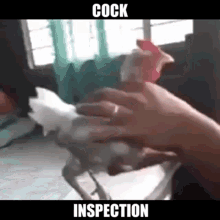 Cock GIF - Cock GIFs