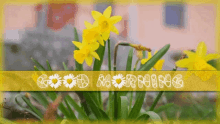 Ninisjgufi Morning GIF - Ninisjgufi Morning Daffodils GIFs