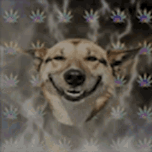 stoned dog high weed stoner