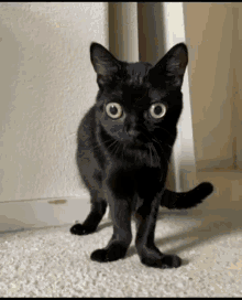 Cat Caut GIF - Cat Caut Kot GIFs