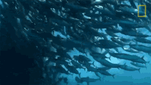 Swarm Of Sardines 50shades Of Shark GIF - Swarm Of Sardines 50shades Of Shark Swim Away GIFs