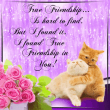 true friendship hard to find but i found it cats kitten true friendship hard to find but i found it cats kitten