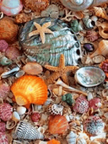 Beach Ocean GIF - Beach Ocean Shell GIFs