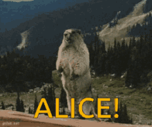 Alice Beaver GIF - Alice Beaver Memes GIFs