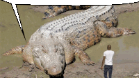 Big Crocodile Big Sticker - Big Crocodile Big Crocofile Stickers