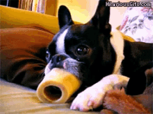 Boston Terrier With Bone GIF - Tongue Bone Boston Terrier GIFs