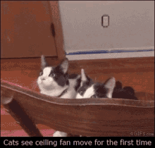 Cat Cute GIF - Cat Cute Ceiling Fan GIFs