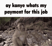 Kanye Monkey GIF - Kanye Monkey Instagram GIFs