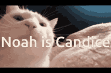 Candice GIF - Candice GIFs