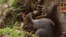 Eating Wild Nordic GIF - Eating Wild Nordic Squirrel GIFs