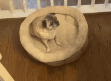 Woody Old GIF - Woody Old Old Dog GIFs