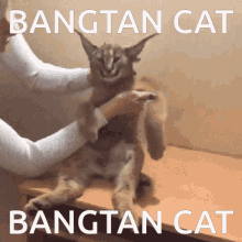 floppa big floppa tatara bangtan scottcord floppa big floppa tatara bangtan scottcord