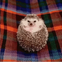 hedgehog cute food unroll feet