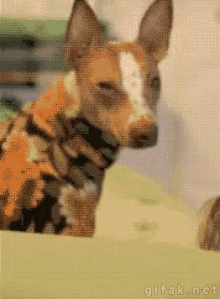 Dog Attention Seeker GIF - Dog Attention Seeker Hey Look At Me GIFs