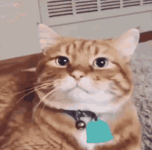 Wow Cat GIF - Wow Cat Chat GIFs