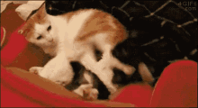 Cat Cats GIF - Cat Cats Attack GIFs