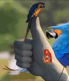 Macaw Flying GIF - Macaw Flying Thumbs Up GIFs