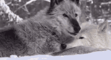 Wolf Kiss Wolves GIF - Wolf Kiss Wolf Wolves GIFs