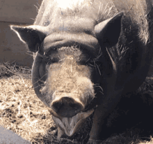Pig Funny GIF - Pig Funny Face GIFs