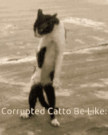Catto Corrupted Catto GIF - Catto Corrupted Catto Cat GIFs