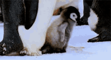 Penguin GIF - Buzzfeed Penguin Yay GIFs