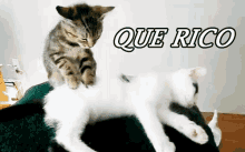 Que Rico GIF - Que Rico Gatos Dando Masajes GIFs