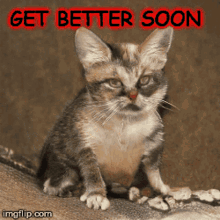 Get Well Soon Get Better GIF - Get Well Soon Get Better Cat GIFs