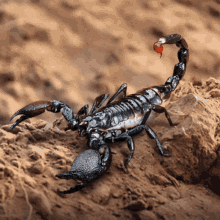 Emperor Scorpion Scorpion GIF - Emperor Scorpion Scorpion Arachnid GIFs